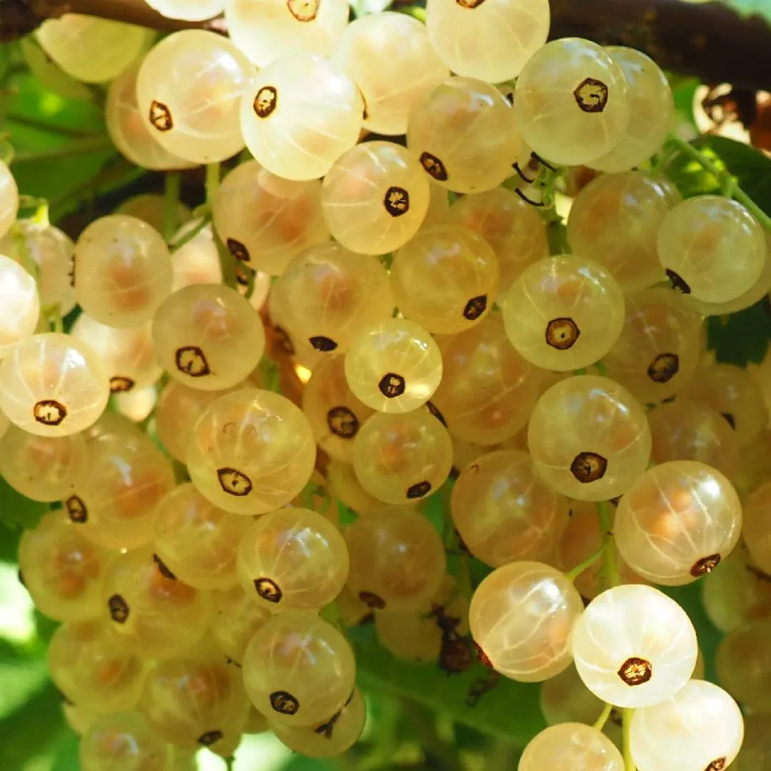 Gooseberry Bracelet